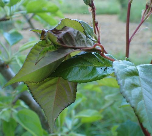 Réf. 180 748 : Notocelia roborana